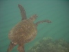 Another healthy green sea turtle