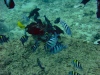 Fish feeding on broken coral