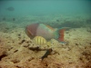 "teenage" Parrotfish and others
