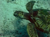 Green Sea Turtle (Healthy)